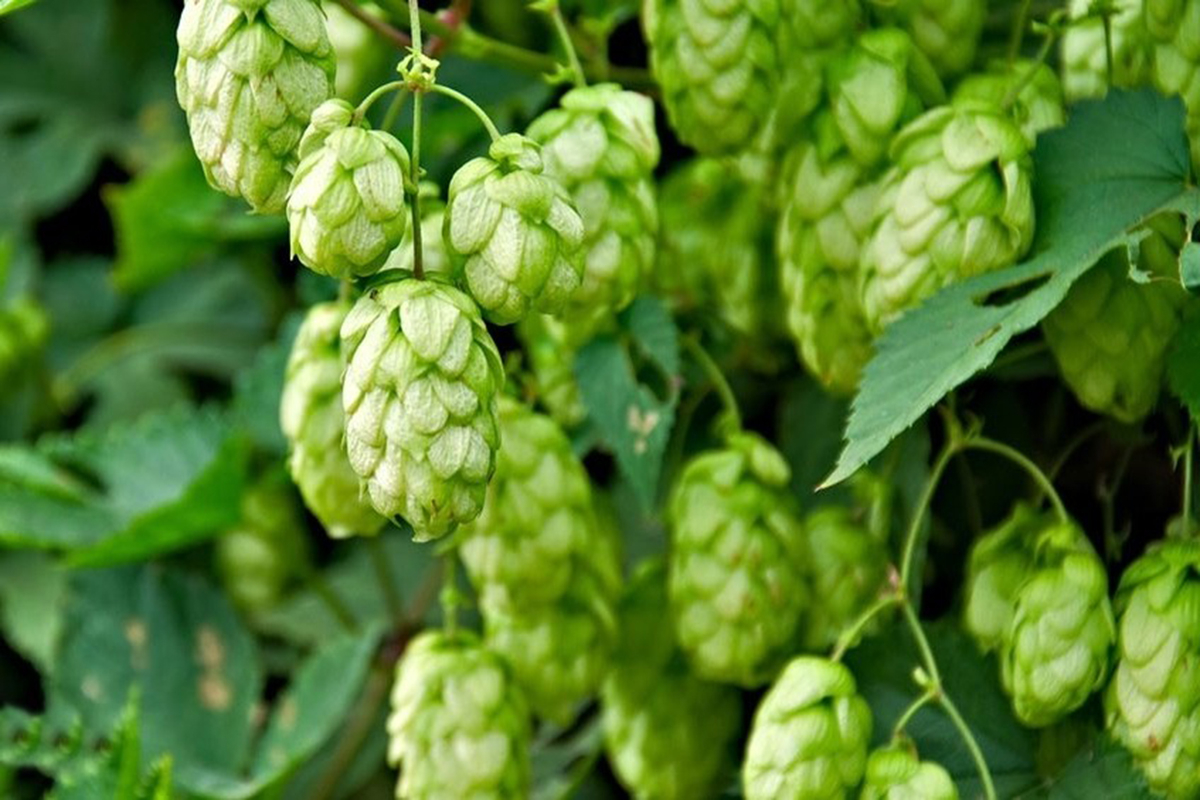 l-pulo-um-olhar-qu-mico-sobre-a-planta-e-sua-aplica-o-na-cerveja